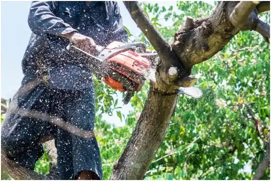 tree services Granite Shoals